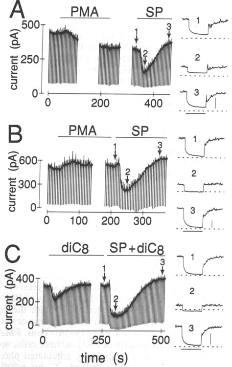 Pkc Inhibitors Block The Depression Of Im By Pkc Stimulators And Allow