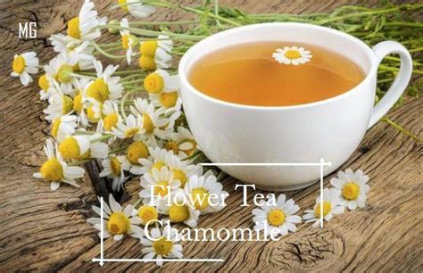 Easy German Chamomile Seeds 100 Seed Pot Friendly Tanam Pasu