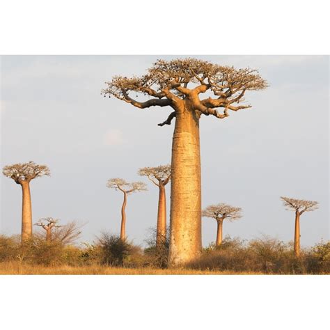 Posterazzi Madagascar Morondava Baobab Alley Baobab Trees In Morning