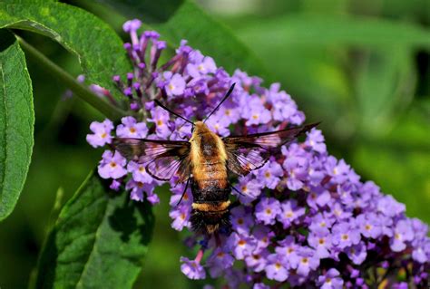 Hummingbird Moths Look Like A Cross Between A Bumble Bee And