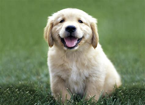 Golden Retriever dogs and puppies: Baby Golden Retrievers