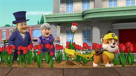 Paw Patrol S08e33 Pups Save A Chicken Tulip Itoons آموزش زبان و