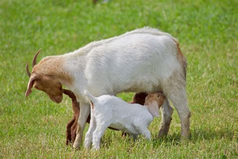 Goat Breeding And Genetics For Improved Productivity And Disease Resistance