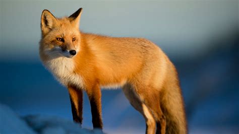 Red Fox Free Stock Photo Public Domain Pictures