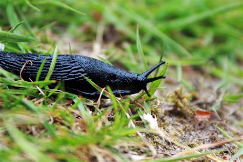 Comment se débarrasser des limaces dans son jardin Despaysages fr