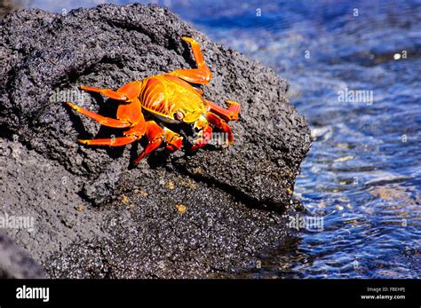 Sally Lightfoot Crab On The Rocks Stock Photo Alamy