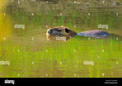 A Beaver swimming in the waters of the Bald Knob Wildlife Refuge located in Bald Knob, Arkansas ...