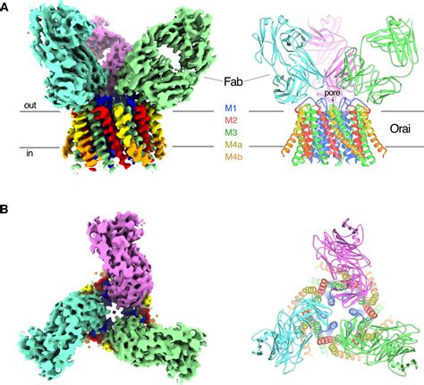 Cryo Em Structure Of The Calcium Release Activated Calcium Channel Orai