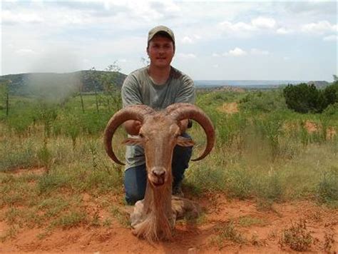 Aoudad in the Palo Duro