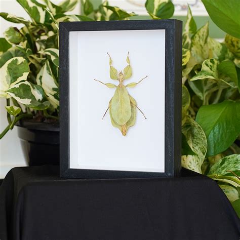 Thai Leaf Insect Phyllium Westwoodi Entiques
