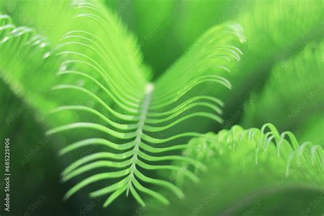 Tropical Palm Leaves Green Floral Background Close Up Green Palm Leaf