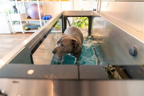 Physiotherapie für Hunde Katzen