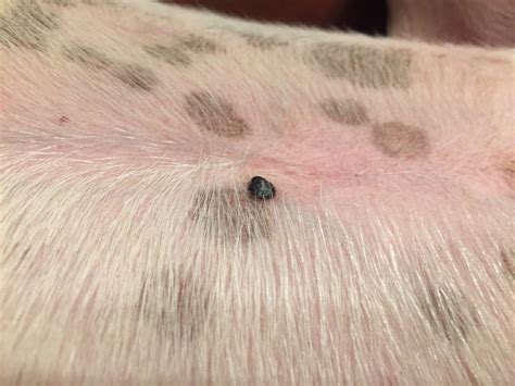 Dog has these blood blister like lesions on stomach. They have been ...