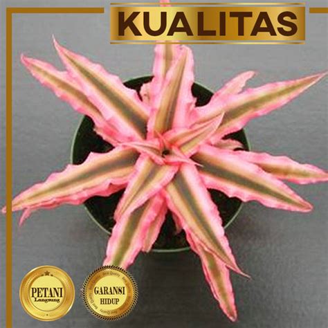 Jual Pink Chryptanthus Tanaman Hias Paludarium Hiasan Aquarium