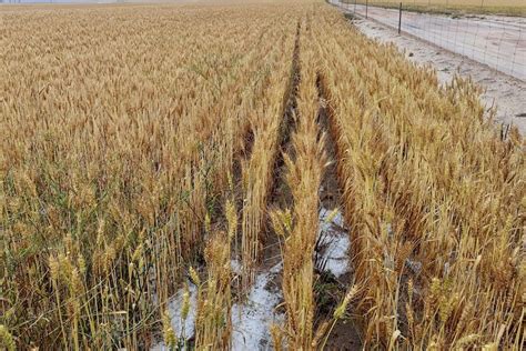 Rain And Hail Damages Record Grain Crops In West Australian Wheatbelt