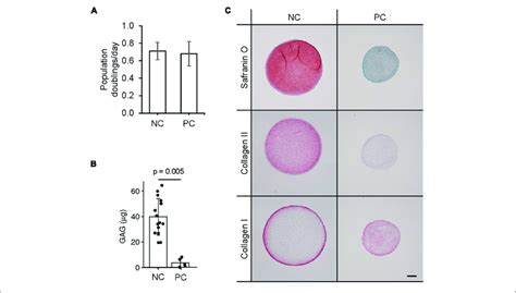 Chondrogenic Capacity Of Perichondrial Cells A Proliferation Rates Download Scientific