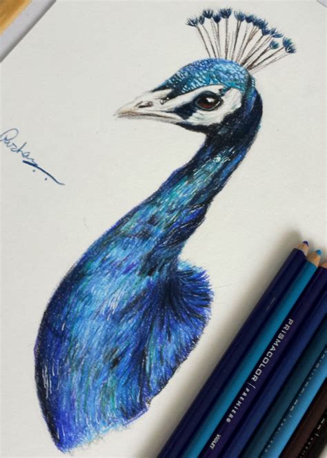 How To Draw A Realistic Peacock