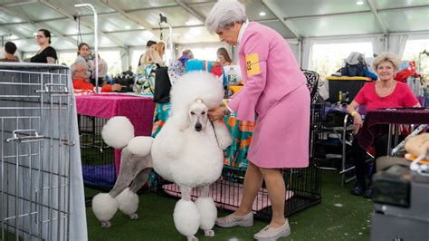What Tv Channel Is The Westminster Dog Show On