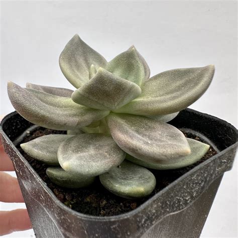 Echeveria Shichuensis Dk Succulents Korea Rare Korean Succulents