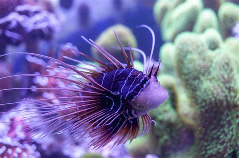 Clearfin Lionfish Pterois Radiata A Tropical Fish Under The Sea