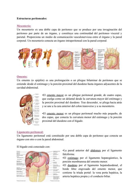 SOLUTION PARED ABDOMINAL ANATOMÍA Studypool