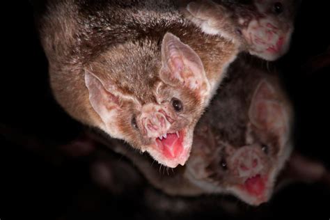 10 TYPES de CHAUVES SOURIS NOMS CARACTÉRISTIQUES et PHOTOS