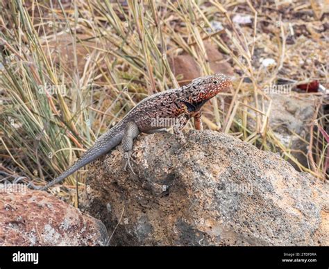 Adult Male Galapagos Lava Lizard Microlophus Albemarlensis Santa