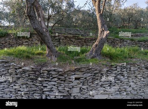 Terraced Olive Tree Cultivation Hi Res Stock Photography And Images Alamy