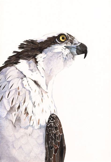 Osprey Watercolor Painting Bird Art Print Of By Louisedemasi In