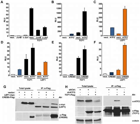 Atf Transcription Factors Cooperate With Tcf Lef To Stimulate