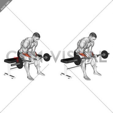 Ez Bar Seated Wrist Reverse Curl