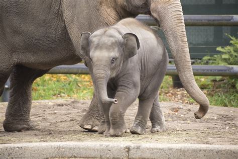 Oregon Zoo "Darling" Elephant Dies from Rapid and Aggressive Virus ...