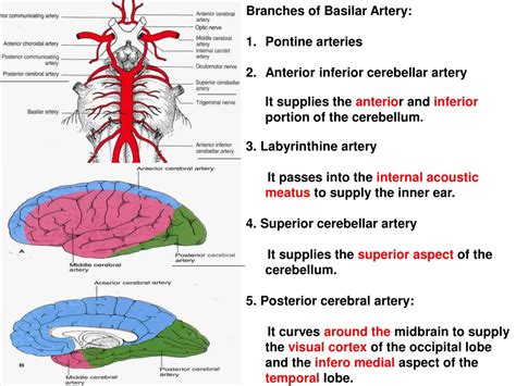 Ppt Blood Supply Of The Brain 1 Internal Carotid Arteries Powerpoint