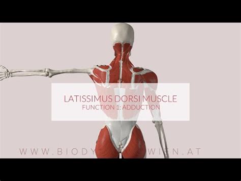 Latissimus Dorsi Functions Part Adduction D Animation Youtube