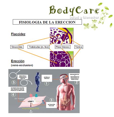 Anatom A Del Pene Mecanismo De Erecci N Salud Y Bienestar