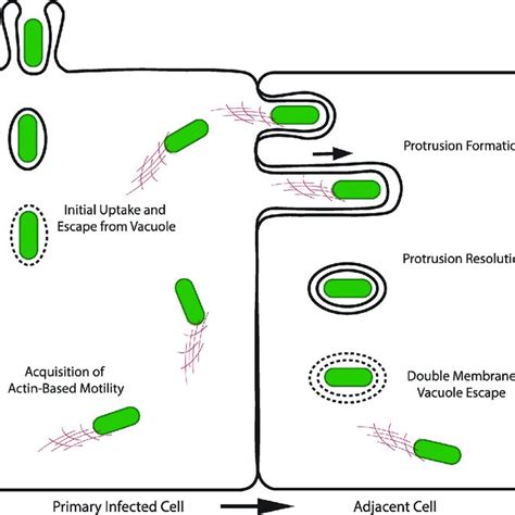 Pdf Principles Of Intracellular Bacterial Pathogen Spread From Cell