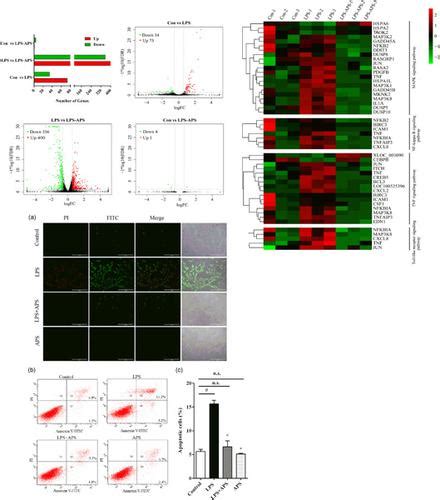 Astragalus Polysaccharides Alleviates Lps Induced Inflammation Via The