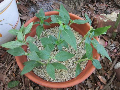 Propagation: Rooting Pentas Lanceolata Cuttings