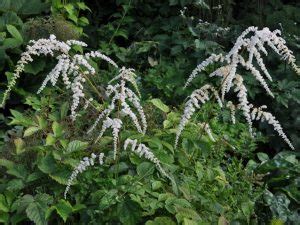 Astilbe Thunbergii Wildstaudenzauber