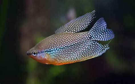 23 Dwarf Gourami Tank Mates for a Serene Aquarium - AquariumNexus