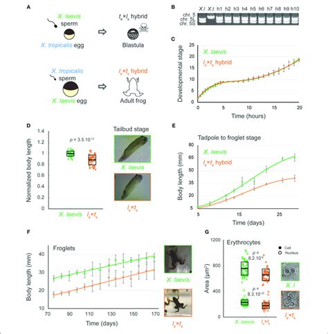 Growth And Development Of Xenopus L E × T S Viable Hybrids A