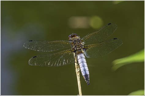 Broad Bodied Chaser Dragonfly Male Libellula Depressa Flickr