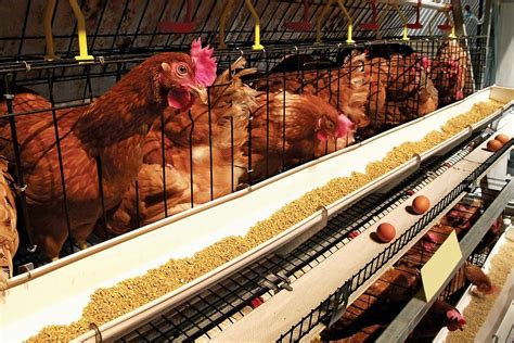 Winter Management In Poultry Farming LACHANCE Bile Acids Feed