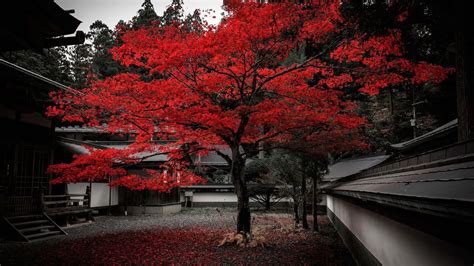 [100+] Red Japanese Wallpapers | Wallpapers.com