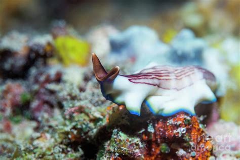 Marine Flatworm #1 by Georgette Douwma/science Photo Library