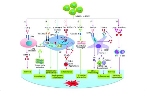 Mechanisms Of Mdsc Dependent Promotion Of Pmn Formation And