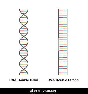 Structure Of Spiral Ribonucleic Acid Molecule Rna Molecule With