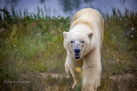 Visit To The Cochrane Polar Bear Habitat Worth The Drive Flickr