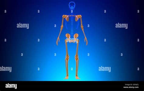 Esqueleto Apendicular Fotograf As E Im Genes De Alta Resoluci N Alamy