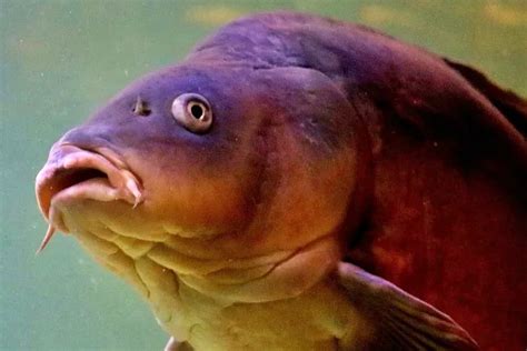 Top Largest Fish With Big Lips On Earth